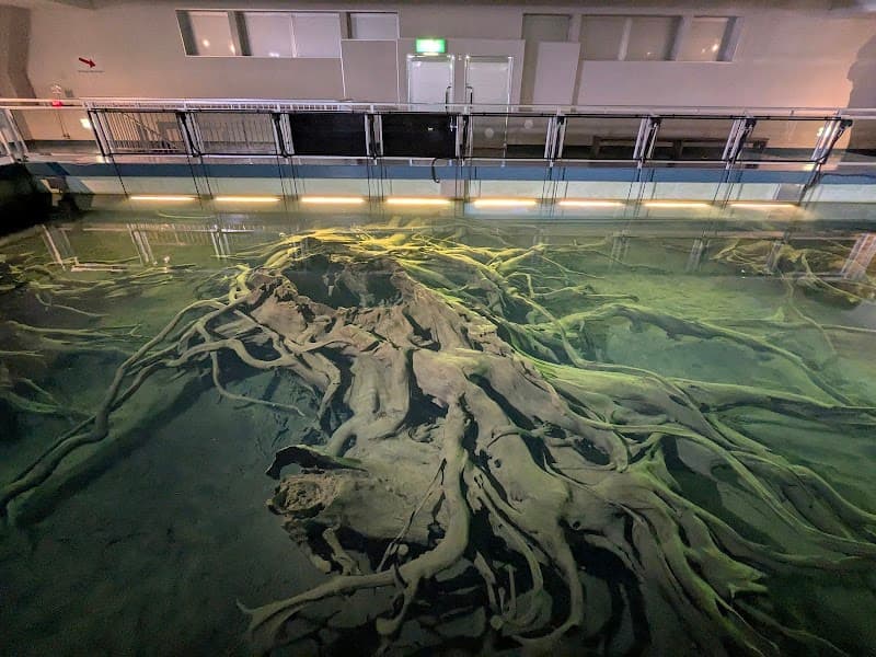 Buried Forest Museum