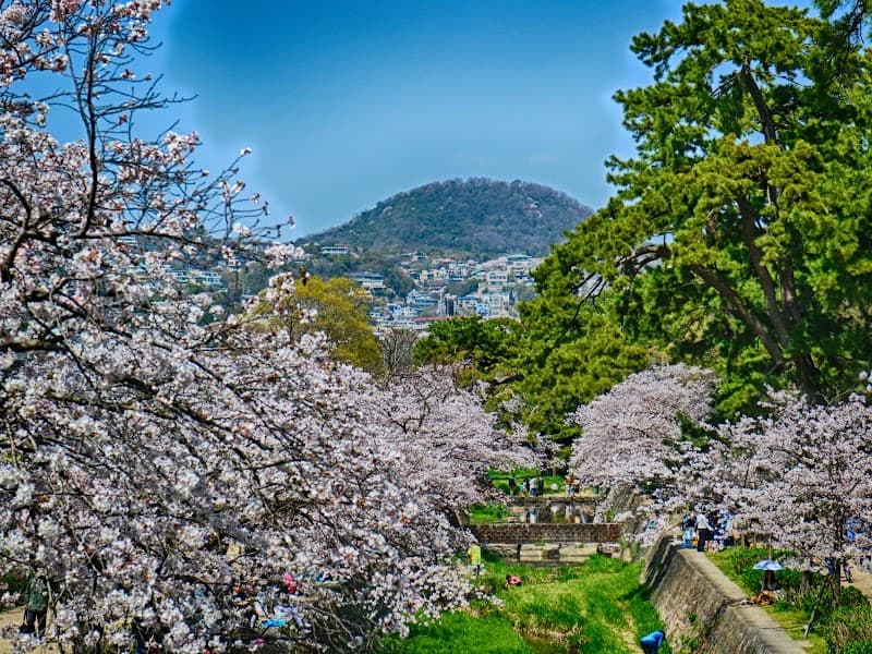 Shukugawa River Cherry Blossoms